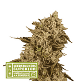 APOLLO BLACK CHERRY FEM